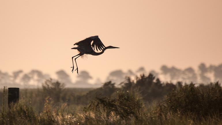 在拉孔布 Big Branch Marsh National Wildlife Refuge 国家野生动物保护区自由飞翔的大蓝鹭 在拉孔布 Big Branch Marsh National Wildlife Refuge 国家野生动物保护区自由飞翔的大蓝鹭