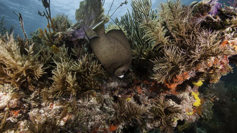 在约翰彭尼坎普珊瑚礁州立公园浮潜，观赏迷人珊瑚礁和海洋生物