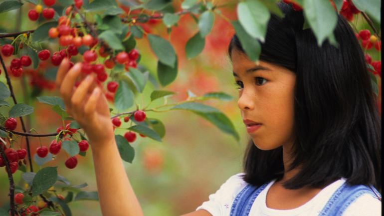 一个女孩在每年六月末/七月初举办的全国樱桃节上摘樱桃 一个女孩在每年六月末/七月初举办的全国樱桃节上摘樱桃
