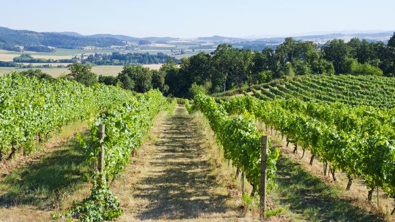 威拉米特河谷的一个葡萄园 威拉米特河谷的一个葡萄园