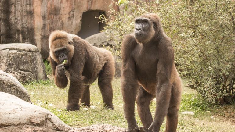 奥杜邦动物园里的西部低地大猩猩