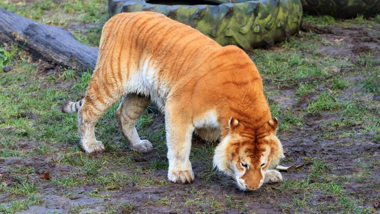 美特尔海滩野生动物保护区里的一只狮虎兽正在嗅探地面