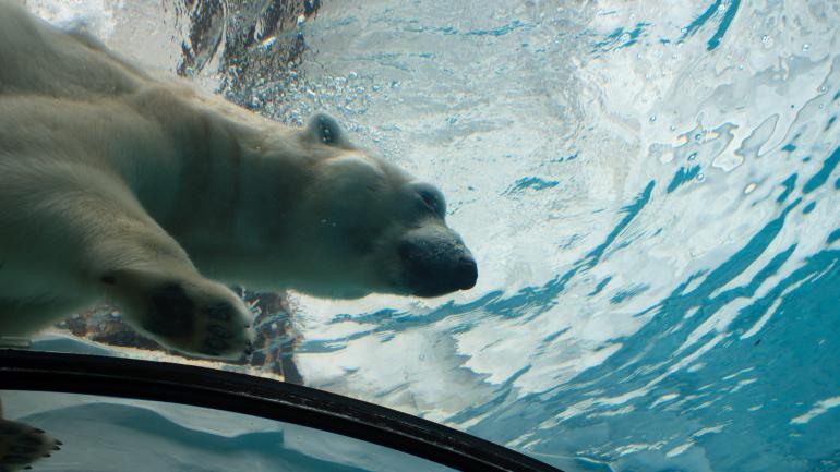 底特律动物园内的北极熊 Nuka 在游泳