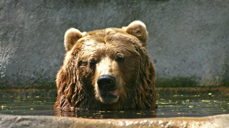 一只棕熊在约翰•鲍尔动物园的栖息地水域中游泳
