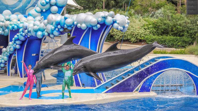 海洋世界著名的 Azul 表演节目中两头跃出水面的海豚 海洋世界著名的 Azul 表演节目中两头跃出水面的海豚