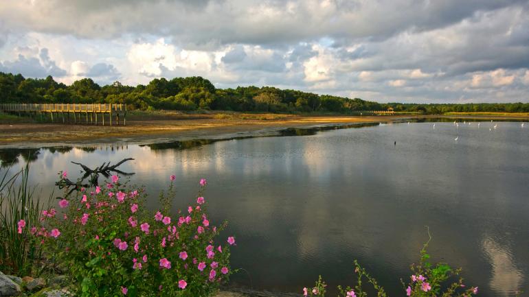 Carolina Safari Jeep Tours 吉普车之旅的其中一站，即亨廷顿海滩州立公园的沼泽景致