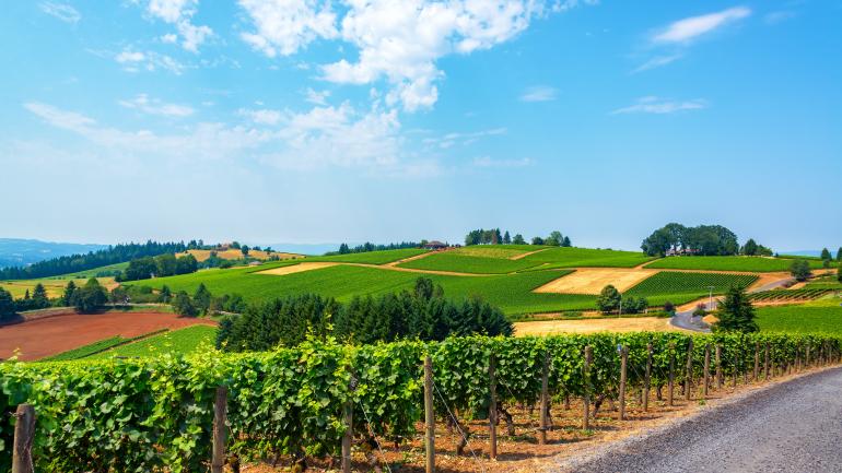 威拉米特河谷的一个葡萄园 威拉米特河谷的一个葡萄园