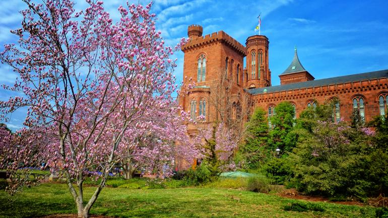 美丽的木兰花在史密森尼博物馆外绽放