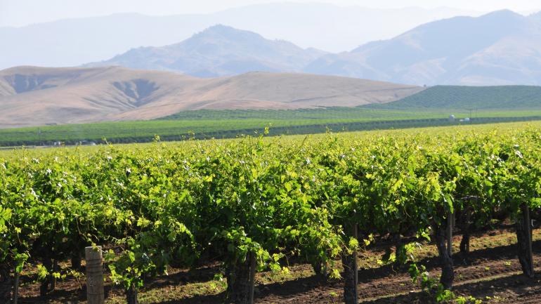 坐落在内华达山脉脚下的一处内华达州葡萄园
