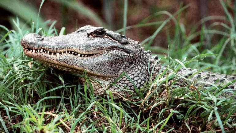 前往像卡温顿英斯达鳄鱼农场这样的地方,看看在自然环境下生活的短吻鳄,了解这种动物 前往像卡温顿英斯达鳄鱼农场这样的地方,看看在自然环境下生活的短吻鳄,了解这种动物