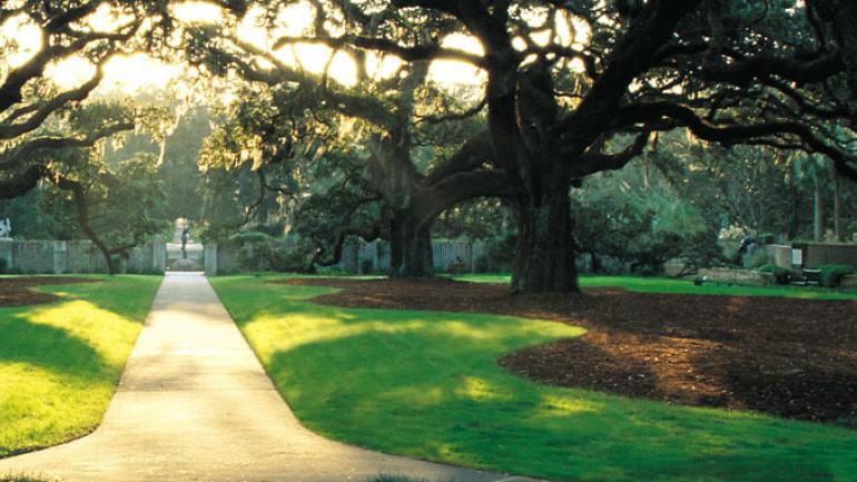 位于雕塑公园与野生动物保护区布鲁克格林花园中的一排树木