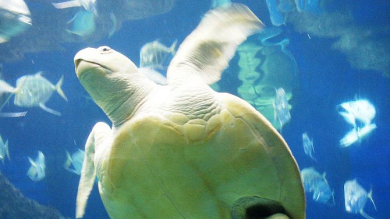 一只幼龟在水族馆内游弋