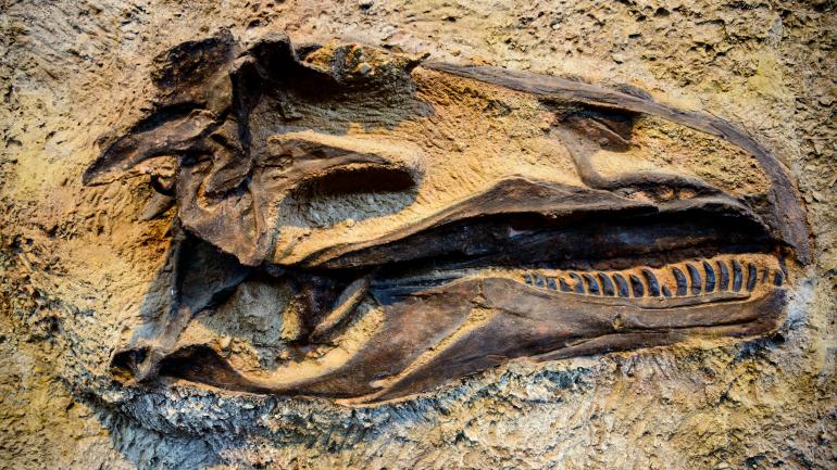 国家恐龙化石保护区的恐龙头骨