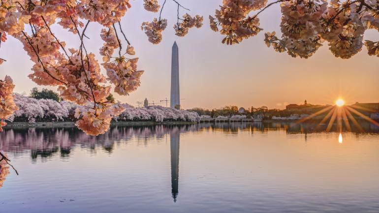 华盛顿纪念碑旁的樱花树 华盛顿纪念碑旁的樱花树