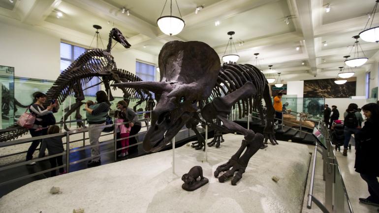 脊椎动物起源大厅 脊椎动物起源大厅