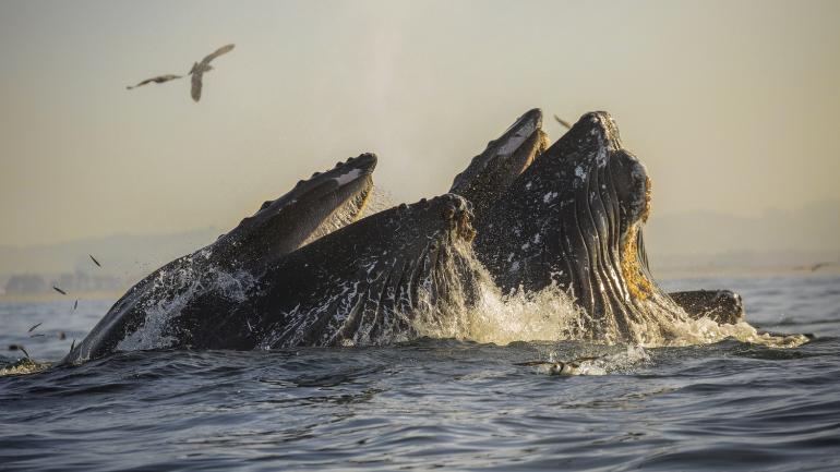 去蒙特利湾观赏雄伟的座头鲸