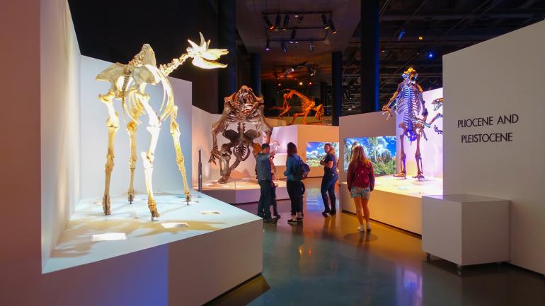 自然博物馆内的上新世到更新世展览