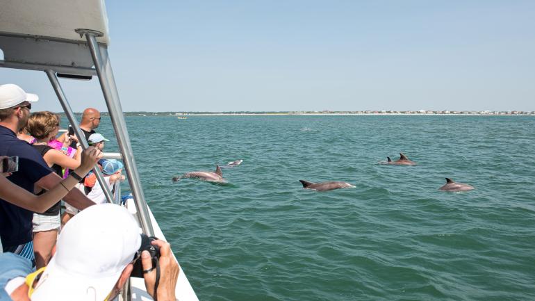 旅行团的游客在给一小群海豚拍照 旅行团的游客在给一小群海豚拍照