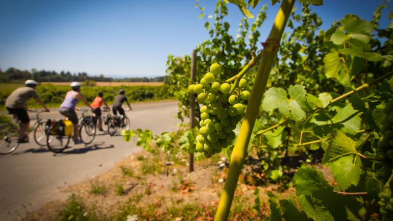 踩着单车经过威拉米特观光骑行道旁的一座座葡萄园 踩着单车经过威拉米特观光骑行道旁的一座座葡萄园