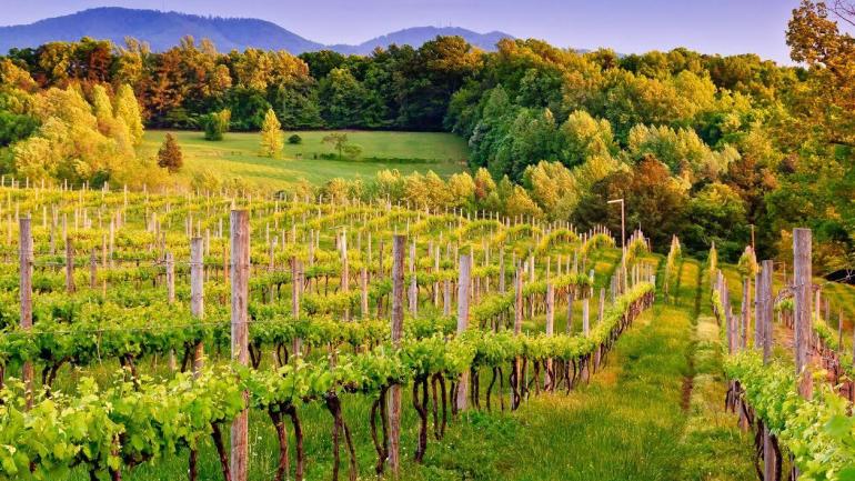 阿尔伯马尔县的葡萄酒庄 阿尔伯马尔县的葡萄酒庄