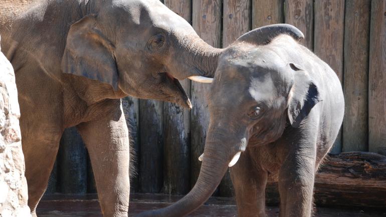 去动物园观看大象嬉戏 去动物园观看大象嬉戏