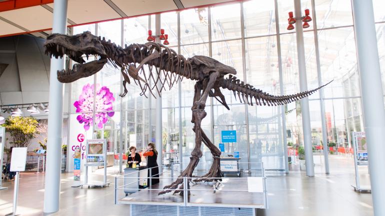 科学馆入口处迎接游客的暴龙骨架