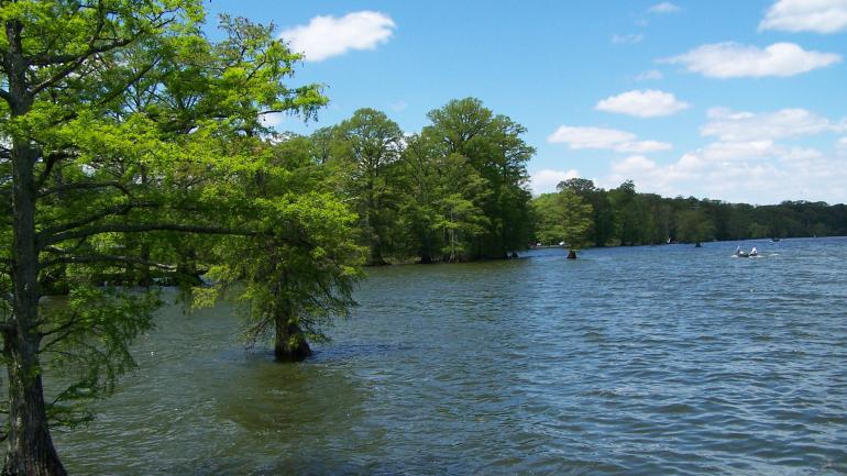 里尔富特湖的柏树 里尔富特湖的柏树