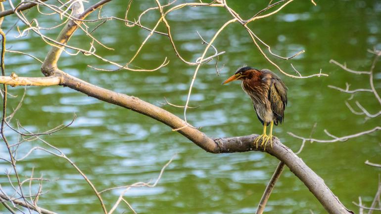 一只绿鹭歇在树枝上