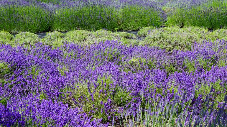 海湾薰衣草庄园农场上盛开的薰衣草