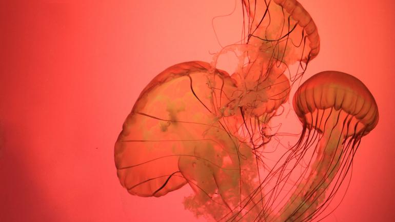 水母漂浮在水母展示箱中 水母漂浮在水母展示箱中