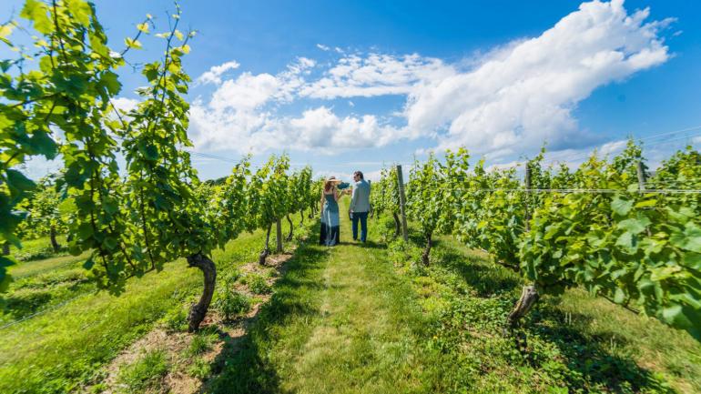 一对夫妇漫步于长岛葡萄园