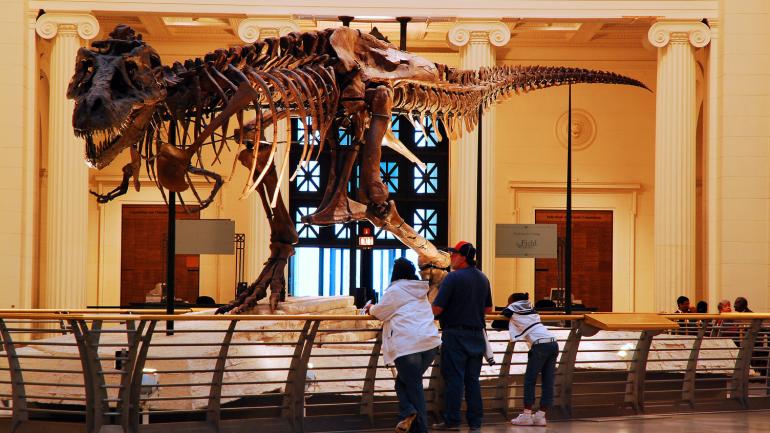 苏，迄今为止被发现的最大霸王龙