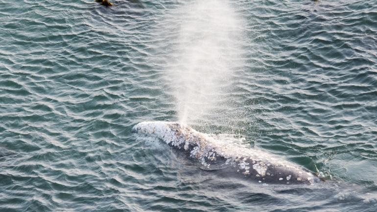 一头灰鲸在俄勒冈的海岸探出水面