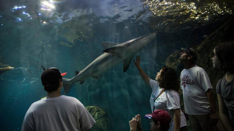 和40英尺鲨鱼一起戏水