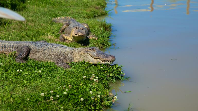 美洲鳄在岸上休息
