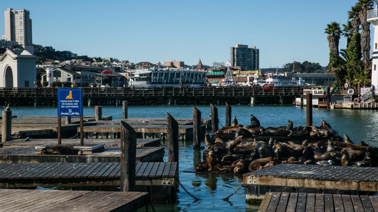 39号码头 39号码头