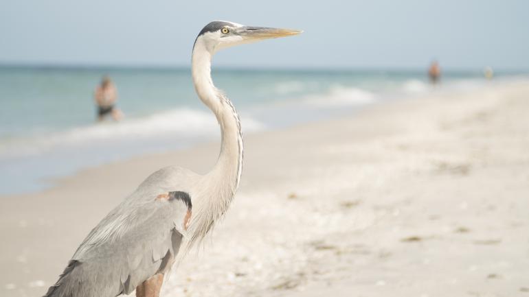 Charlotte County Beach, Florida
