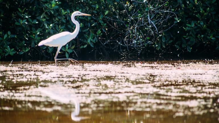 沼泽地上的水鸟