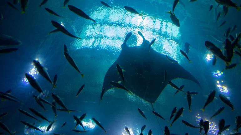 佐治亚海洋馆的海底隧道i