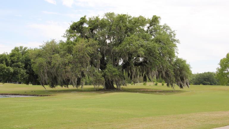 奥杜邦高尔夫球场的橡树