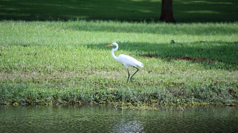 一只灰鹭在艾弗里岛丛林花园的湖边踱步