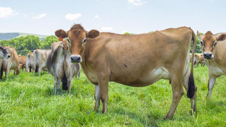 布林斯农场的奶牛