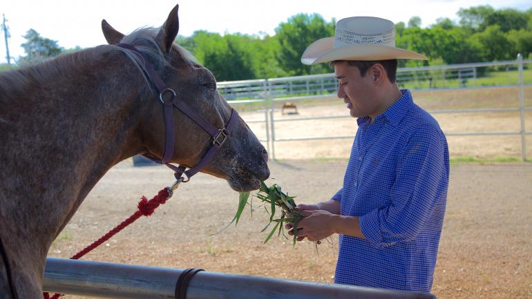 在德克萨斯马场公园喂18个月的小马