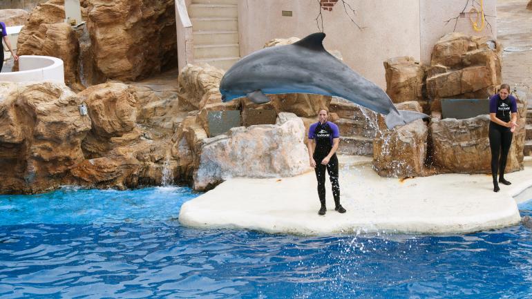 海豚表演中海豚入水 海豚表演中海豚入水