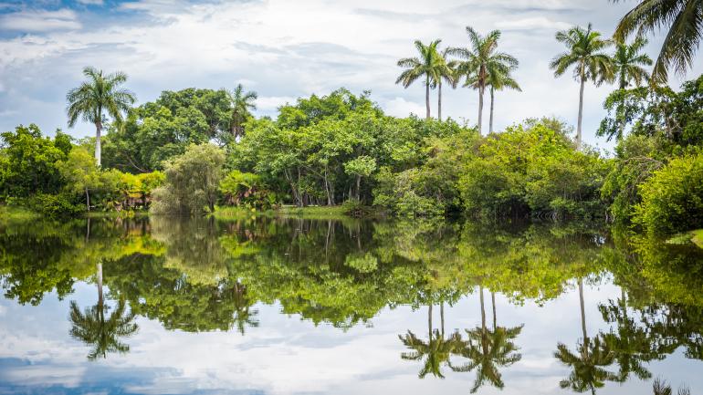 迈阿密海滩植物园的椰林树影