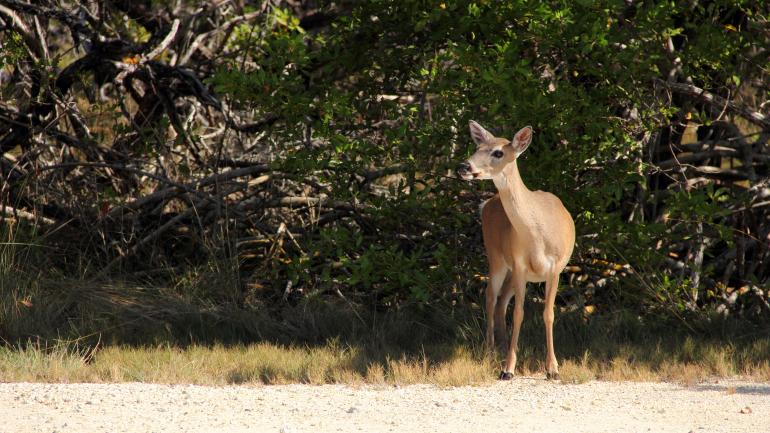 在国家白尾鹿保护区的国家保护动物白尾鹿