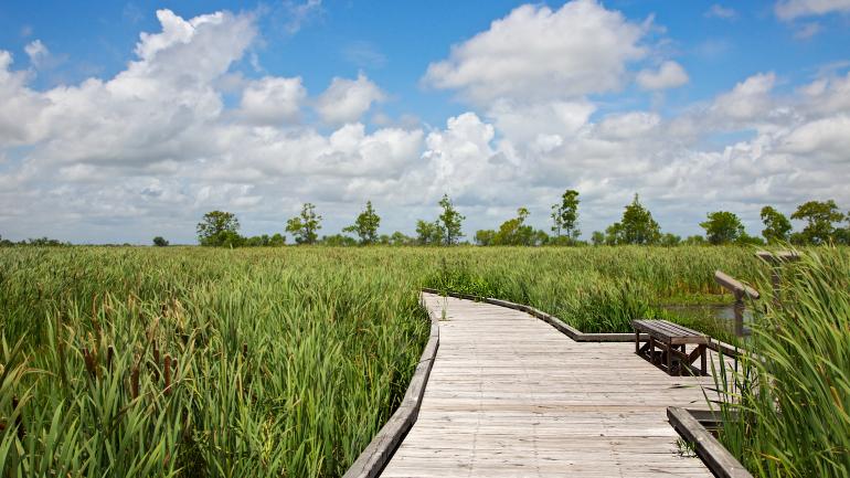 穿过沼泽的克里奥尔自然小径
