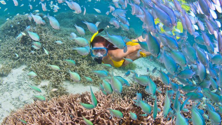浮潜时可以看到很多鱼和海洋生物 浮潜时可以看到很多鱼和海洋生物