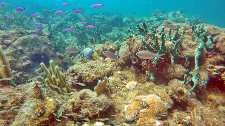 带上你的潜水器具看一下壮观的海底世界 带上你的潜水器具看一下壮观的海底世界