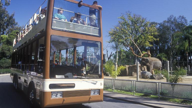 乘坐观光巴士获得和动物们近距离接触的机会